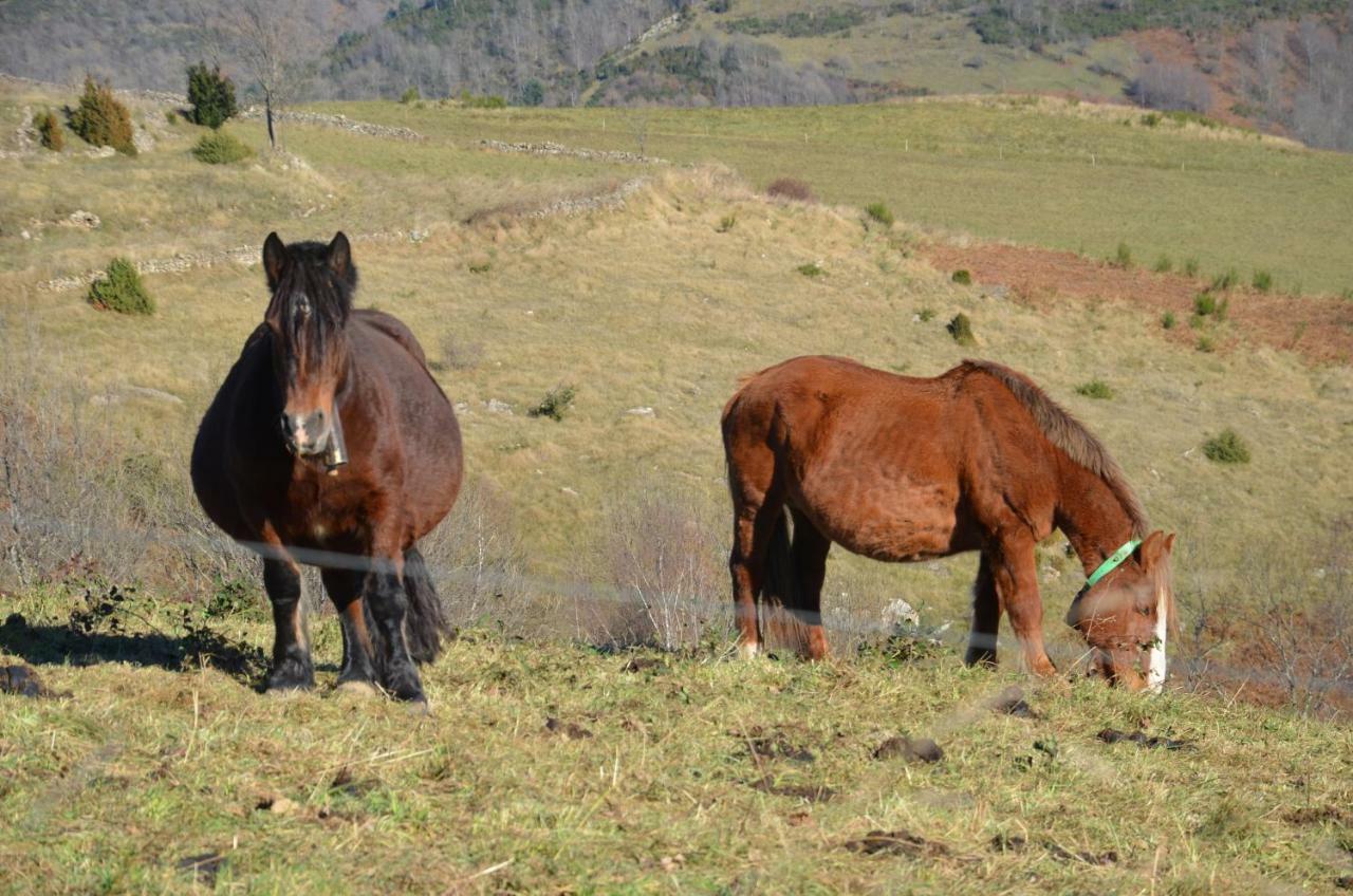 Casa Rural Mollo, Vall De Camprodon エクステリア 写真